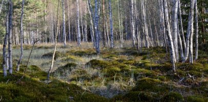 Šumava - Soumarské rašeliniště